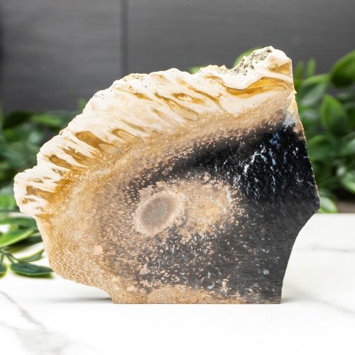 Indonesian Palmwood Slice #5