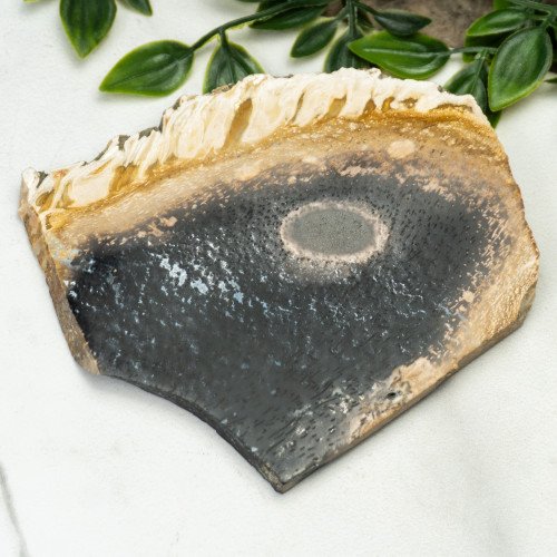 Indonesian Palmwood Slice #4