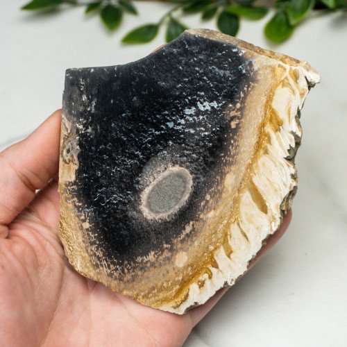Indonesian Palmwood Slice #4