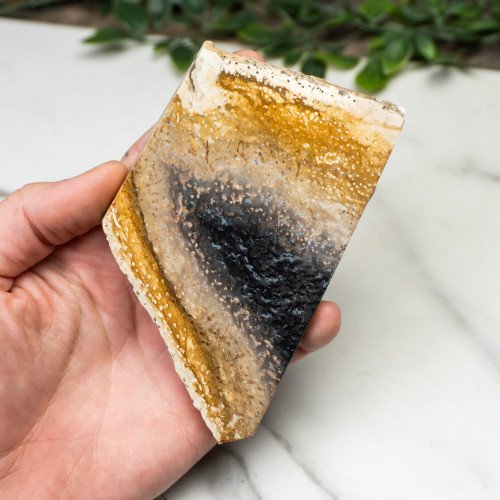 Indonesian Palmwood Slice #3