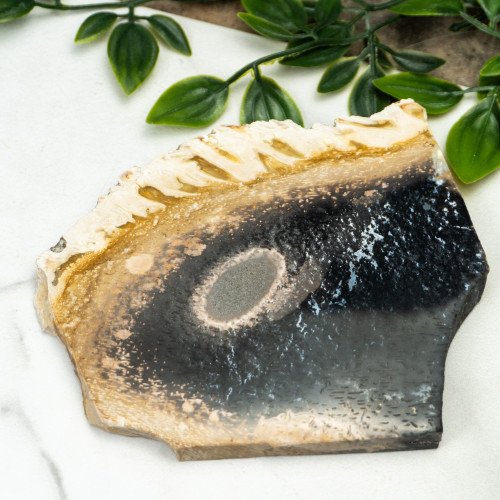 Indonesian Palmwood Slice #2