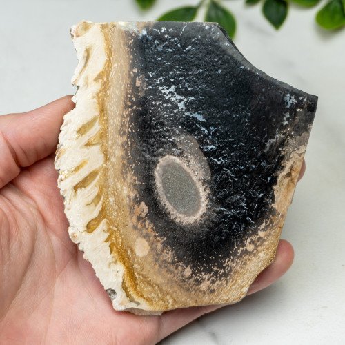Indonesian Palmwood Slice #2