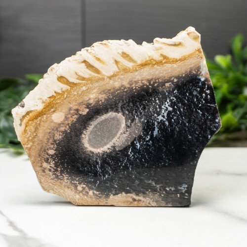 Indonesian Palmwood Slice #2