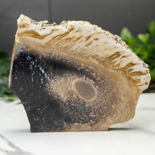 Indonesian Palmwood Slice #2