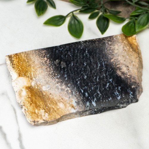 Indonesian Palmwood Slice #1