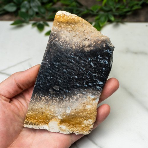 Indonesian Palmwood Slice #1