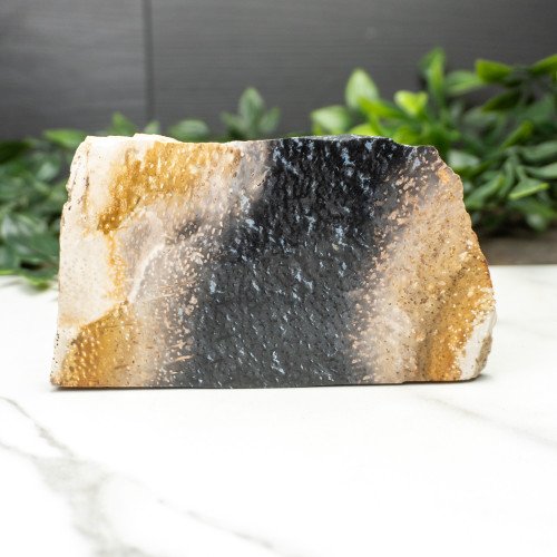 Indonesian Palmwood Slice #1