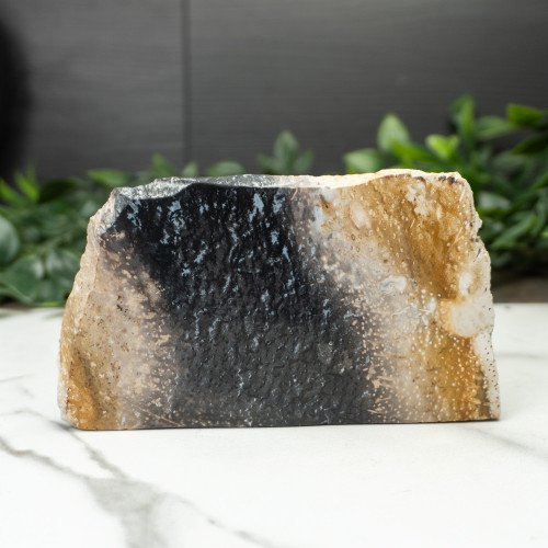 Indonesian Palmwood Slice #1