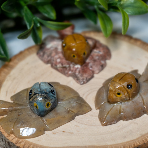 Dolomite Ladybug on Leaf