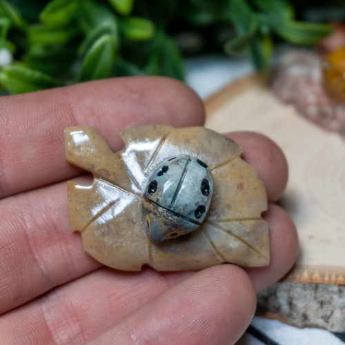 Dolomite Ladybug on Leaf