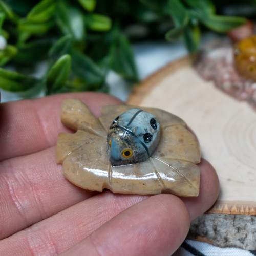 Dolomite Ladybug on Leaf