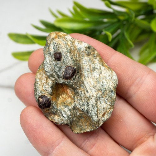 Garnet in Schist #1