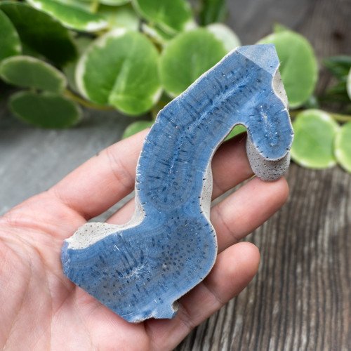 Blue Coral Slice #10