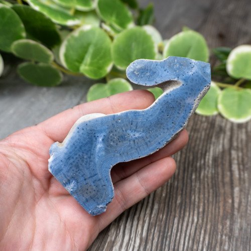 Blue Coral Slice #10