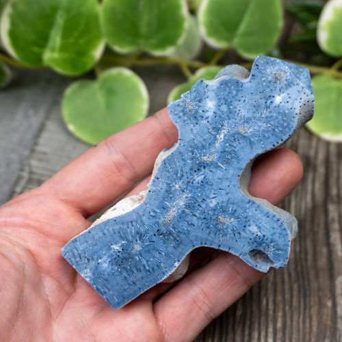 Blue Coral Slice #9