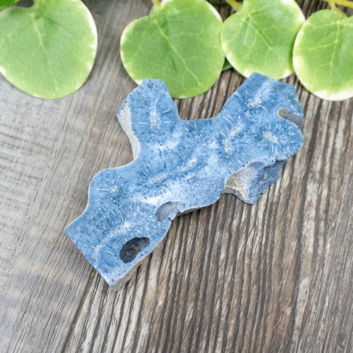 Blue Coral Slice #9