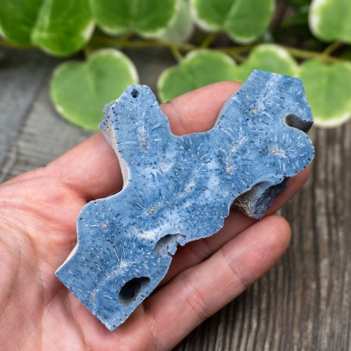 Blue Coral Slice #9
