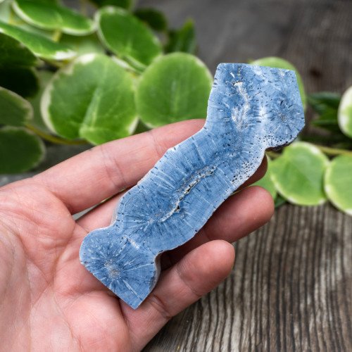Blue Coral Slice #8