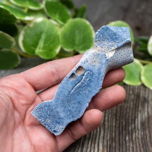 Blue Coral Slice #8