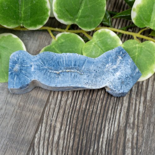 Blue Coral Slice #8