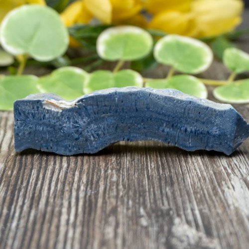 Blue Coral Slice #7