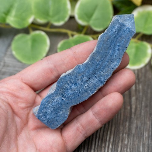 Blue Coral Slice #7