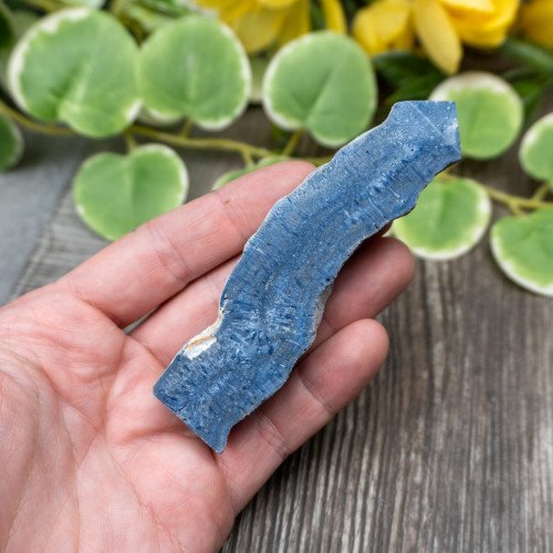 Blue Coral Slice #7