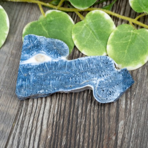 Blue Coral Slice #6
