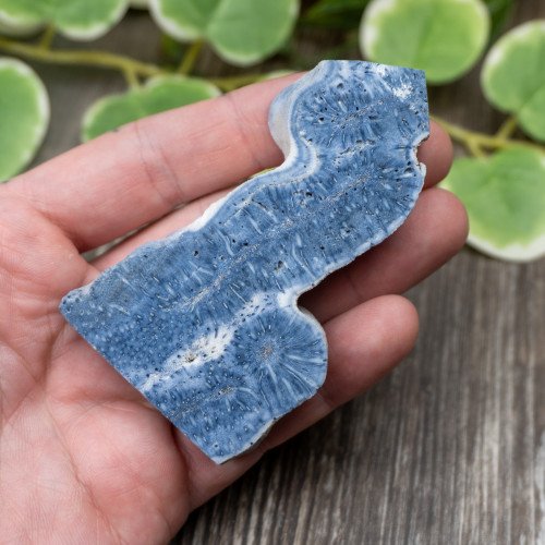 Blue Coral Slice #6