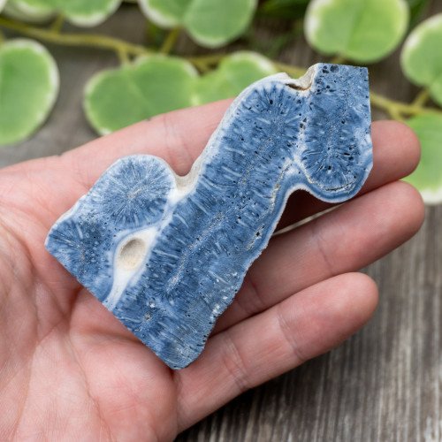 Blue Coral Slice #6