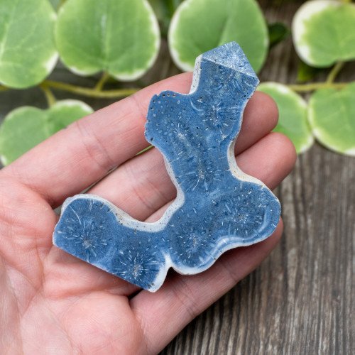 Blue Coral Slice #5