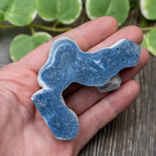 Blue Coral Slice #5
