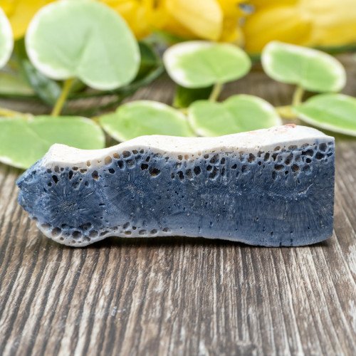 Blue Coral Slice #4