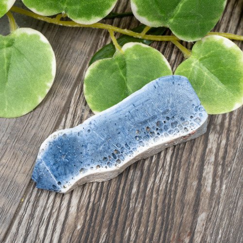 Blue Coral Slice #4