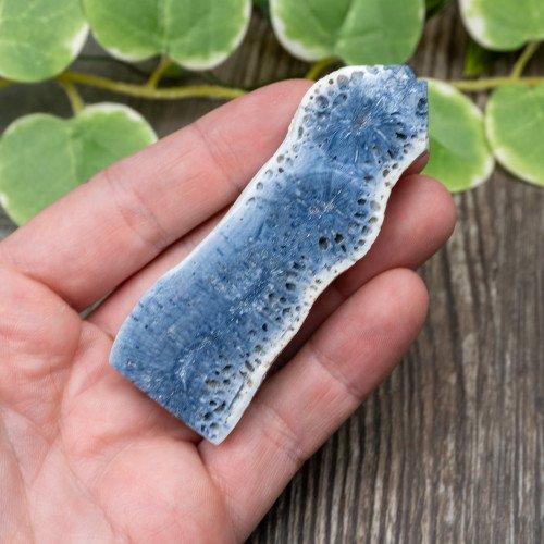 Blue Coral Slice #4