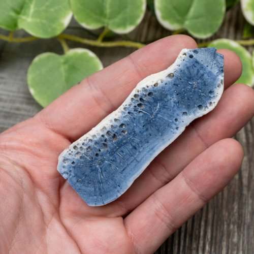 Blue Coral Slice #4