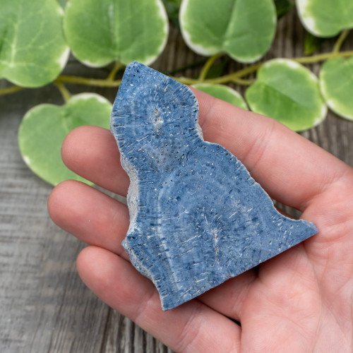 Blue Coral Slice #3