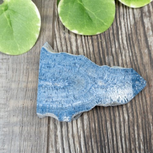 Blue Coral Slice #3