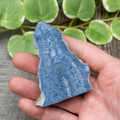 Blue Coral Slice #3