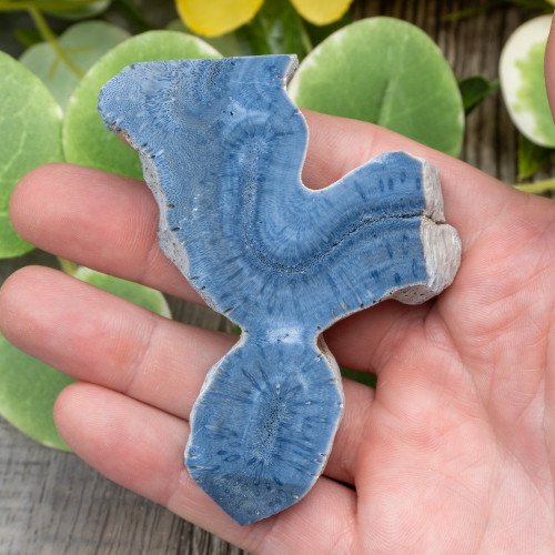 Blue Coral Slice #2
