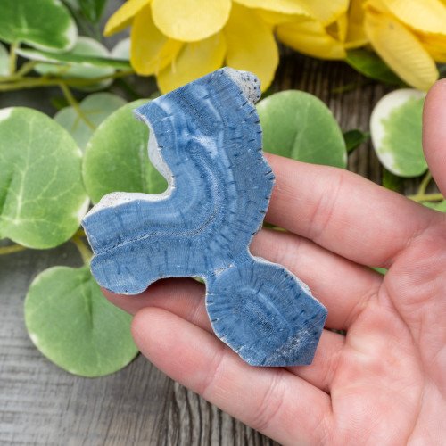 Blue Coral Slice #2