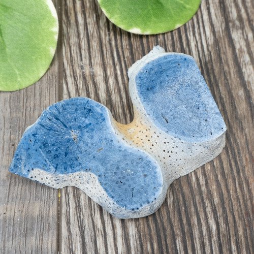 Blue Coral Slice #1