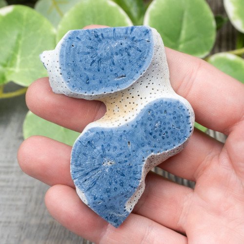 Blue Coral Slice #1