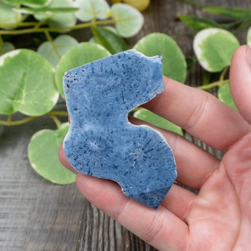 Blue Coral Slice #1