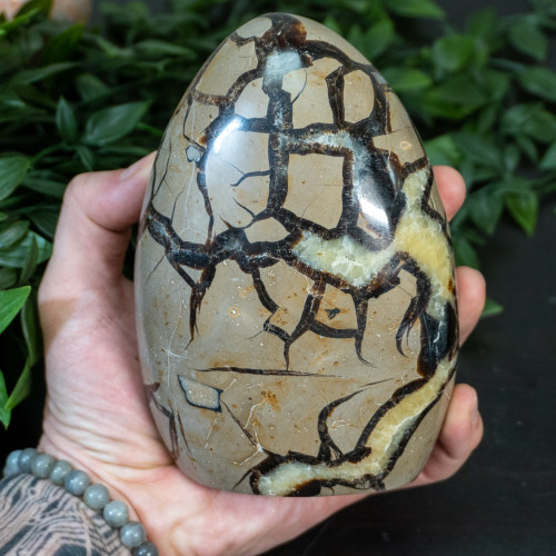 Large Septarian Freeform