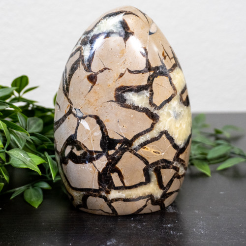 Large Septarian Freeform