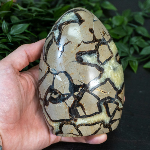 Large Septarian Freeform