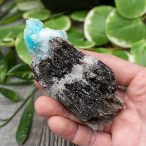 Blue Quartz in Selenite with Black Calcite #3