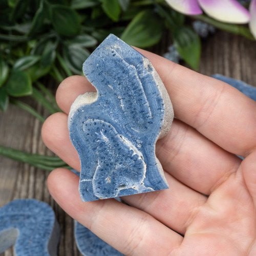Blue Coral Slice Small Random