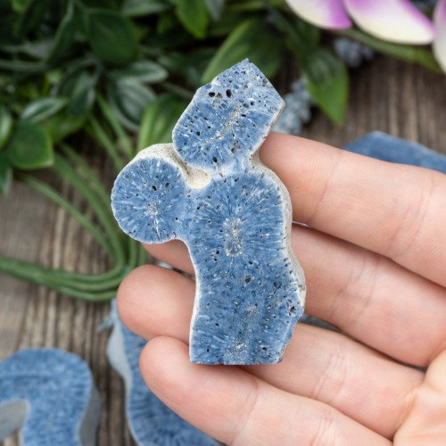Blue Coral Slice Small Random